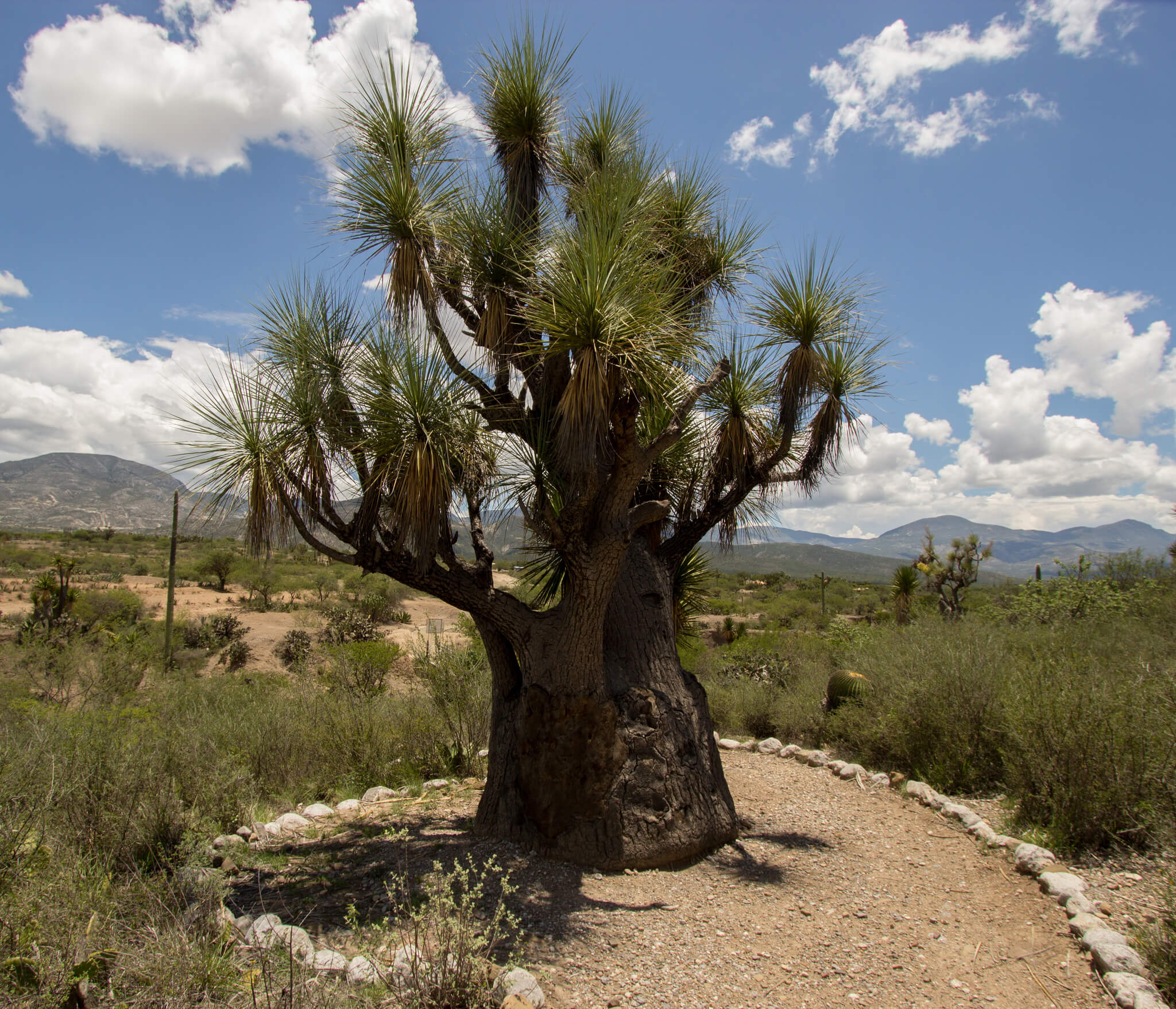 Beaucarnea gracilis 